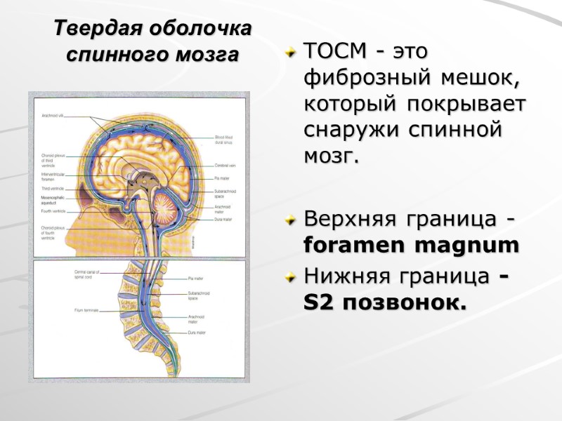 Твердая оболочка спинного мозга ТОСМ - это фиброзный мешок, который покрывает снаружи спинной мозг.